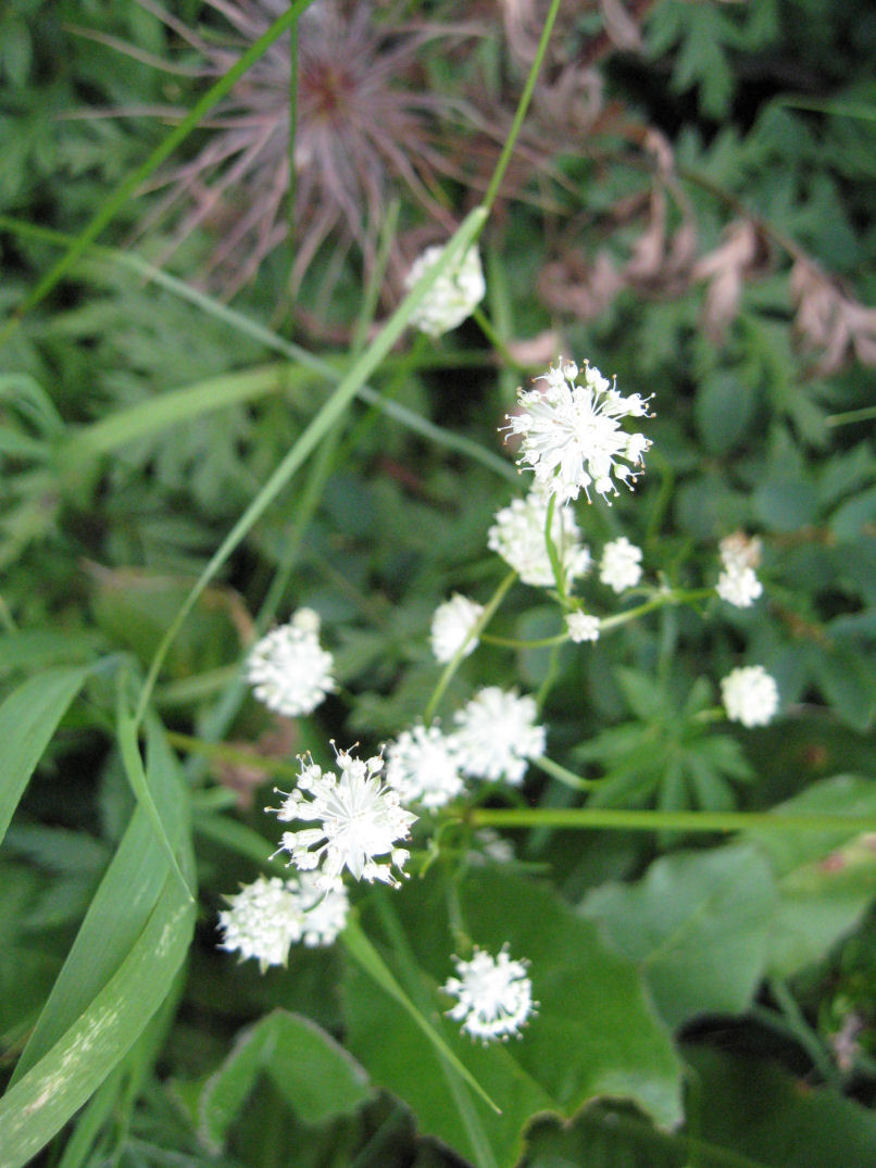 Fiori delle Orobie Valtellinesi